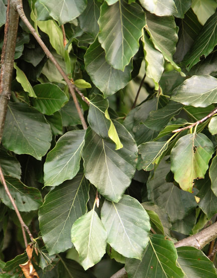Fagus sylvatica Pendula leaves.JPG